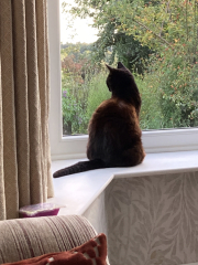 Further Adventures of the Excellent Cats