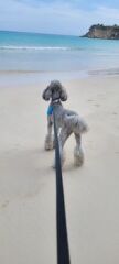 Poodle hyper vigilant when husband not home