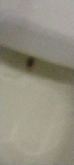 Is this a very early miscarriage? TW: Picture of tissue/miscarriage?