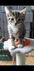 Kittens and stairs