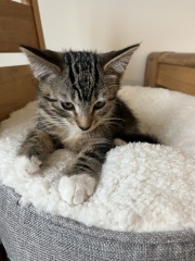 Kittens and stairs