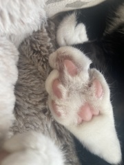 £563 vet bill estimation for an x-Ray?