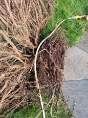 Help! Added saltwater to 30yr old rosemary bush