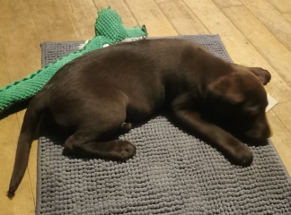 Puppy Survival Thread - for old and new pups