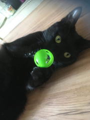 National Black Cat Day today, 27th October.