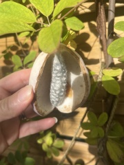 My chocolate vine has fruited! Are these not the strangest fruit you've ever seen?!
