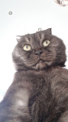 National Black Cat Day today, 27th October.