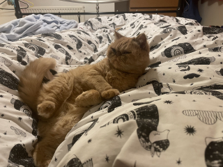 Potential new inmate at Toddler Towers.