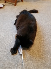 National Black Cat Day today, 27th October.