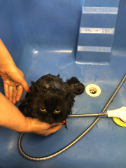 Potential new inmate at Toddler Towers.