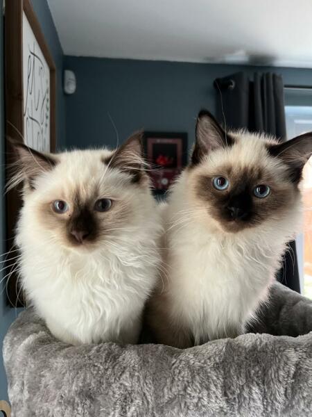 New Kittens