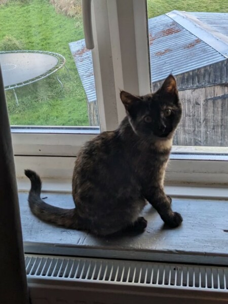 Post your cute kitties 😸