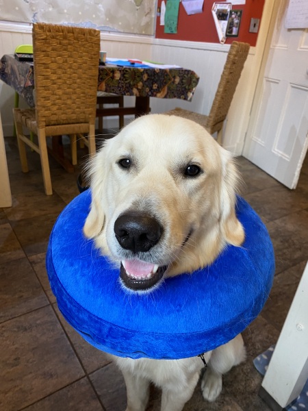 Puppy Survival Thread - for old and new pups heading into winter