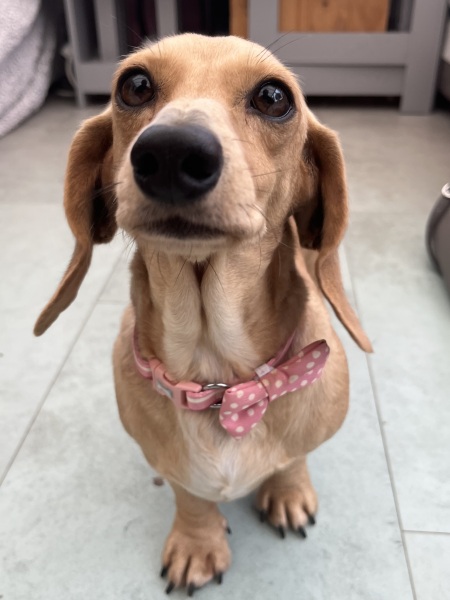 To ask you to come and celebrate your dog with me