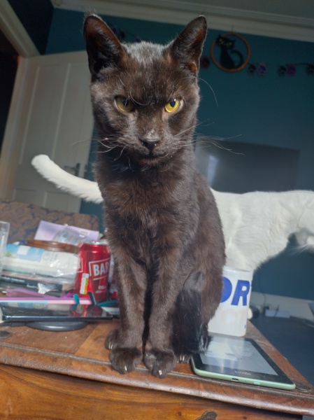 The Very Eventful Lives of the Excellent Cats