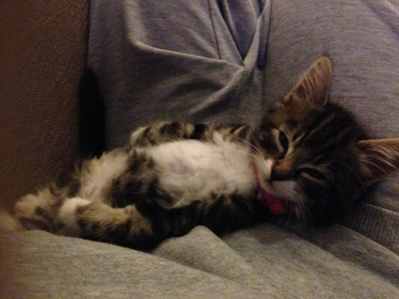 Please can I see pics of your cats?