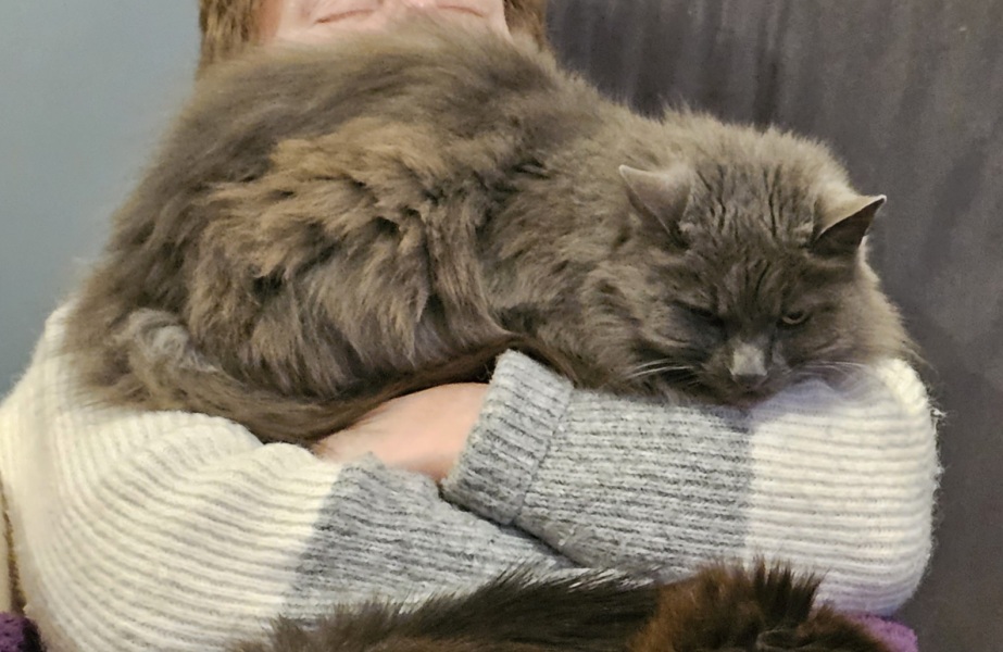 The Very Eventful Lives of the Excellent Cats