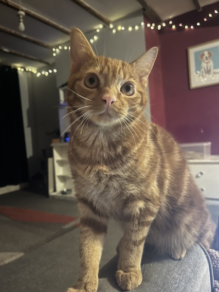 Cat flu/flare ups