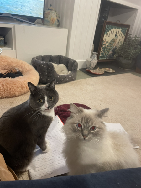 The Very Eventful Lives of the Excellent Cats