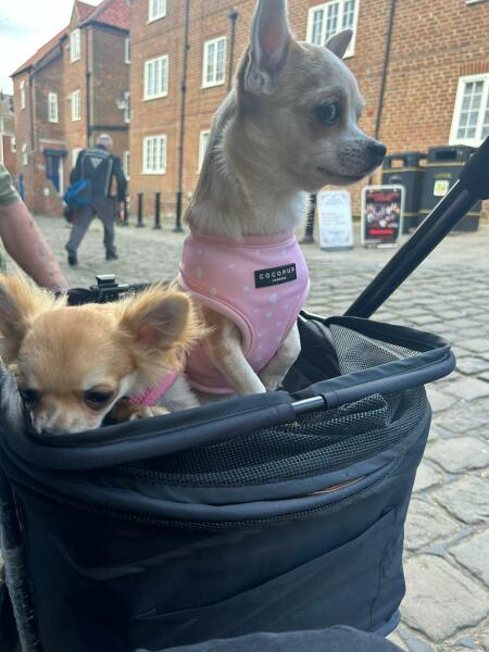What breed do we need?