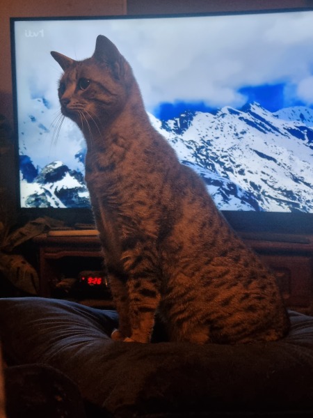 Please can I see pics of your cats?