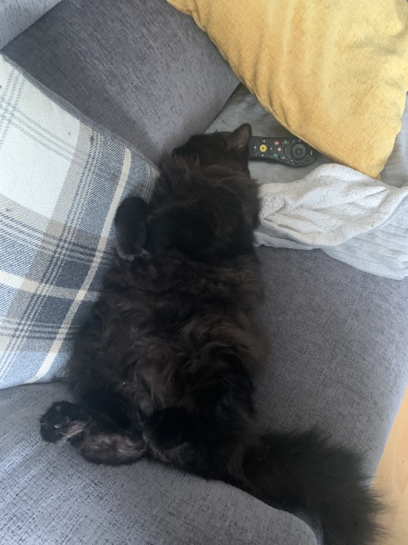 Katkin food. Has anyone got any experiences or thoughts on it?