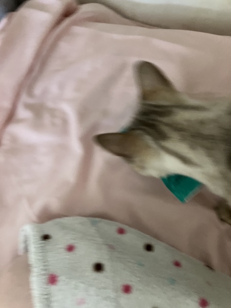 The Very Eventful Lives of the Excellent Cats
