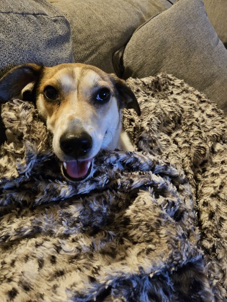 To ask you to come and celebrate your dog with me