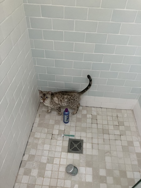 The Very Eventful Lives of the Excellent Cats