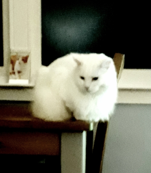 The Very Eventful Lives of the Excellent Cats