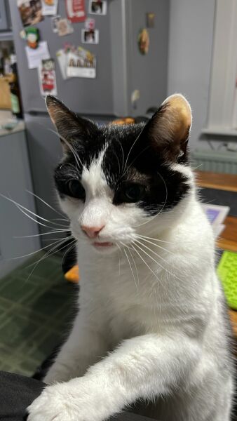Old boy - what to feed him?