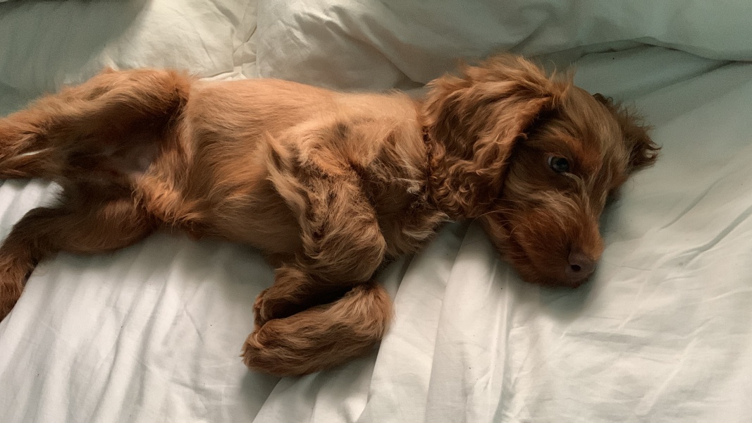 Puppy Survival Thread - for old and new pups