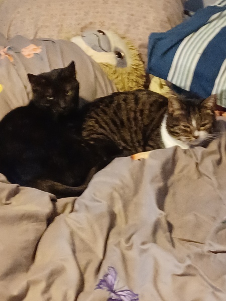 The Very Eventful Lives of the Excellent Cats