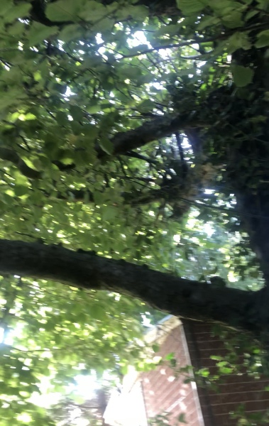 Help please - three 60yr old apple trees in new house