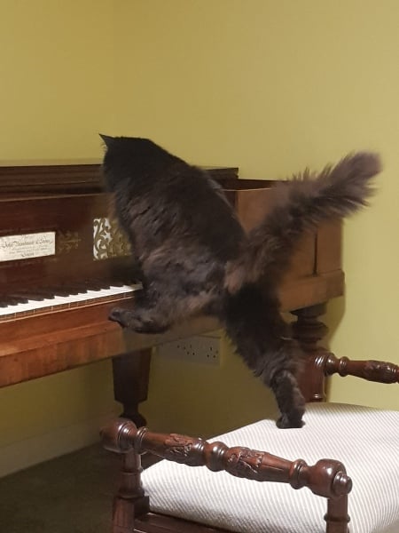 Bizarre yet impressive things your cat has done