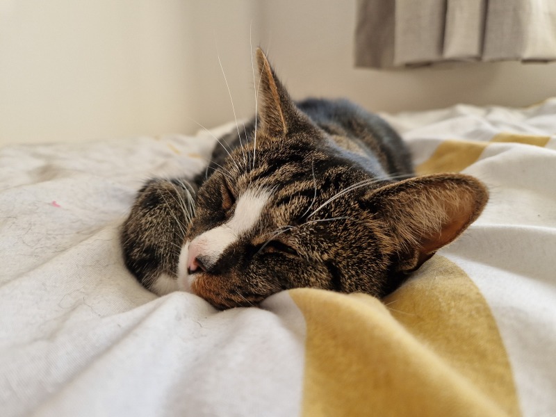 Please can I see pics of your cats?