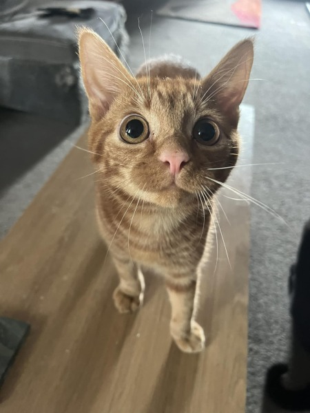 Does anyone prefer adult cats over kittens?