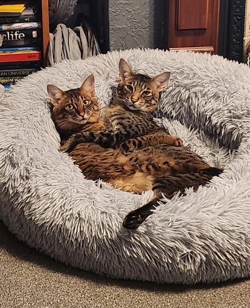 Post your cute kitties 😸