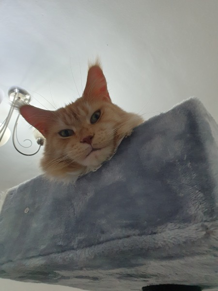 Please can I see pics of your cats?