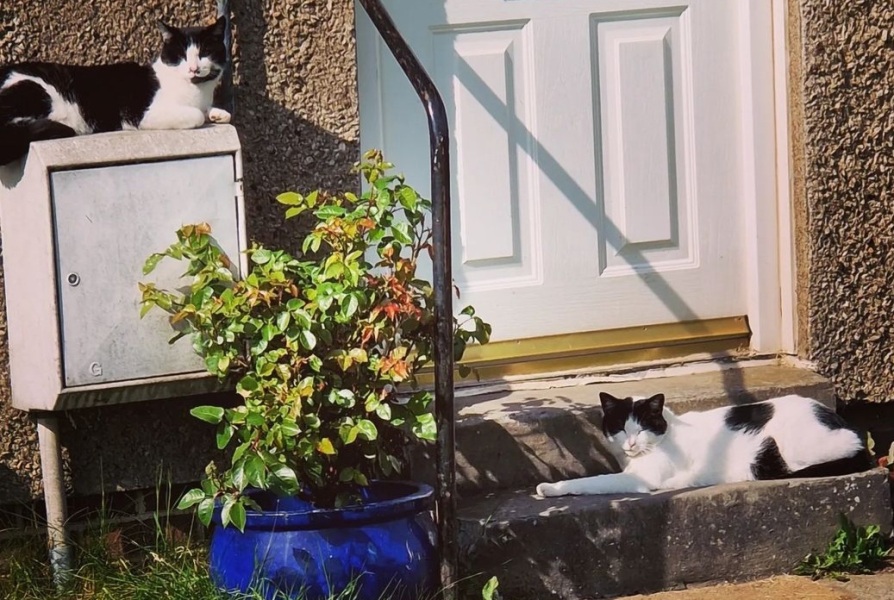 What are your cats' purrfessions?