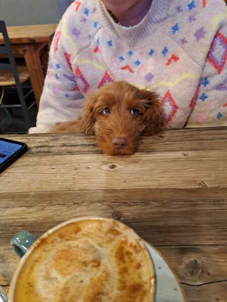 Puppy Survival Thread - for old and new pups heading into winter