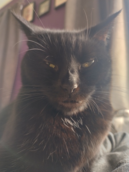 The Very Eventful Lives of the Excellent Cats