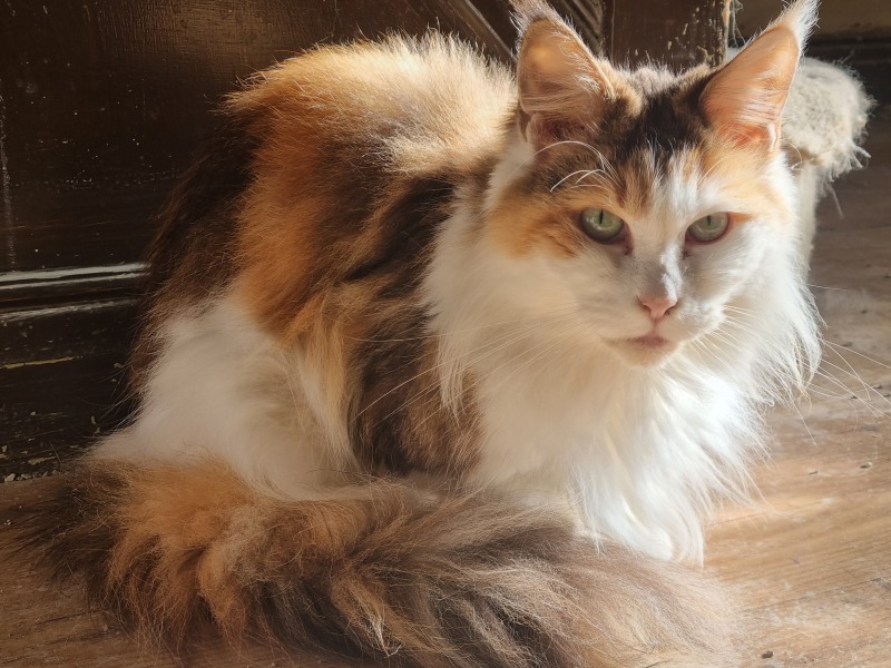 Please can I see pics of your cats?