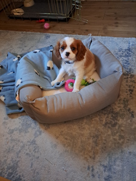 Puppy Survival Thread - for old and new pups