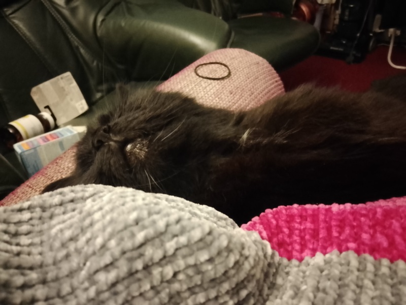 Poll - Your favourite bit of your cat(s)!