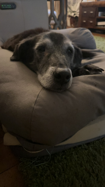 Does anyone else have a mongrel?