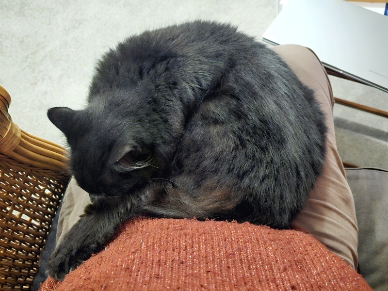The Very Eventful Lives of the Excellent Cats