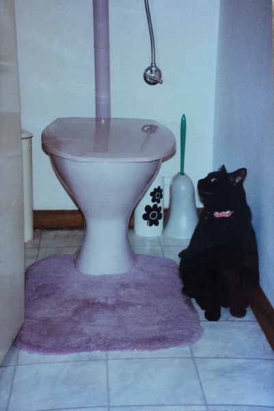 The Very Eventful Lives of the Excellent Cats