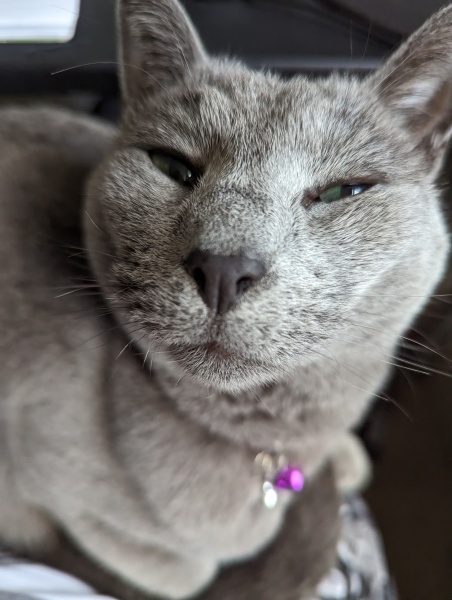 Post your cute kitties 😸