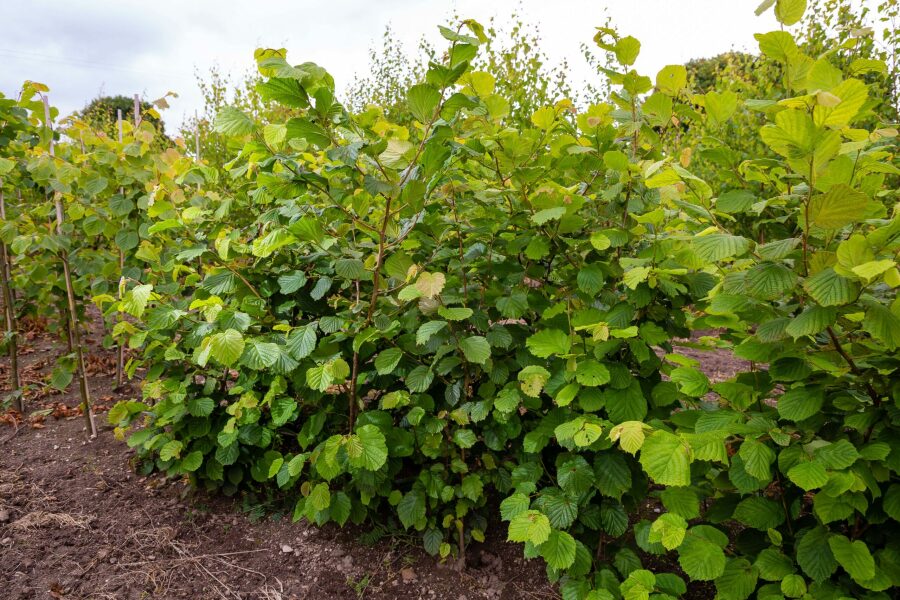 Hedging ideas